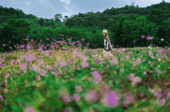 松岗五指耙体育公园一片淡紫色的柳叶马鞭草。 (图片来源：小红书＠贝贝呀)