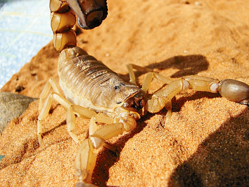 黄肥尾蝎毒性强烈，被指较山埃强20倍