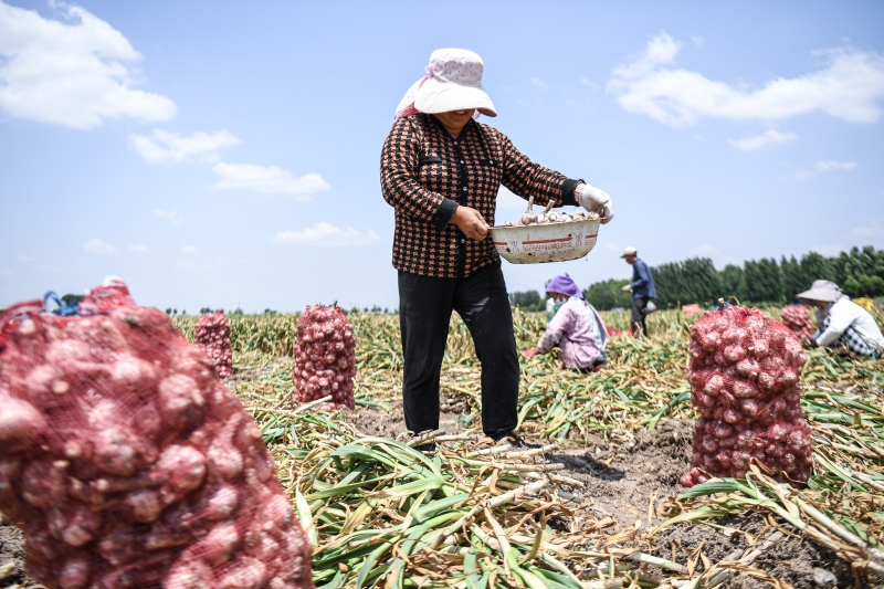 河南省郑州市中牟县村民在田间采收大蒜。新华社资料图片
