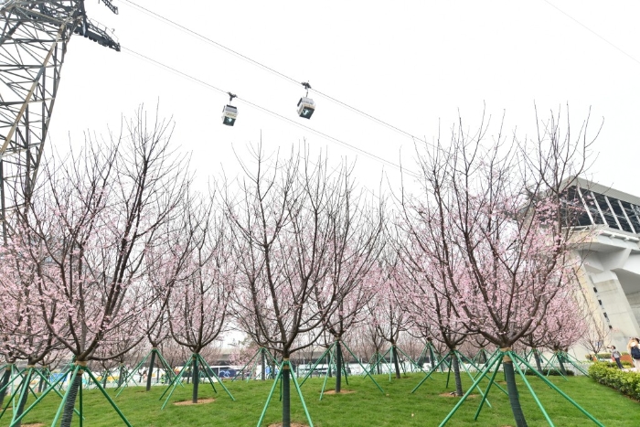 樱花与缆车形成绝美风景线。